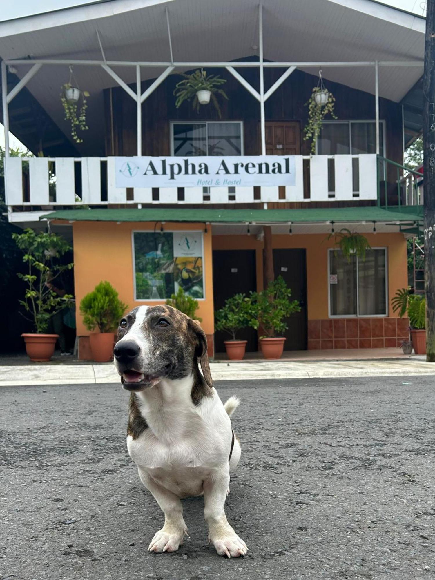 Alpha Arenal Hostel La Fortuna Eksteriør billede